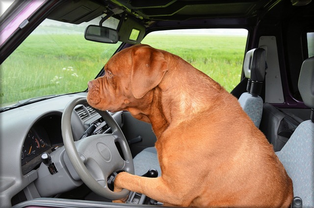 doga
